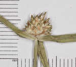 Asian spikesedge